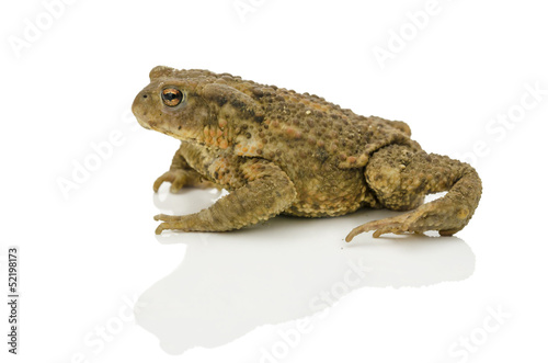 Frog isolated on white