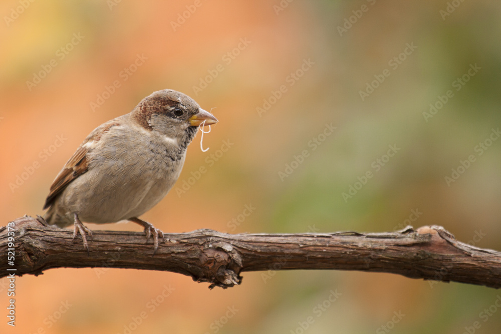 Male House Sparrow perched in the garden Male House Sparrow perched in the garden