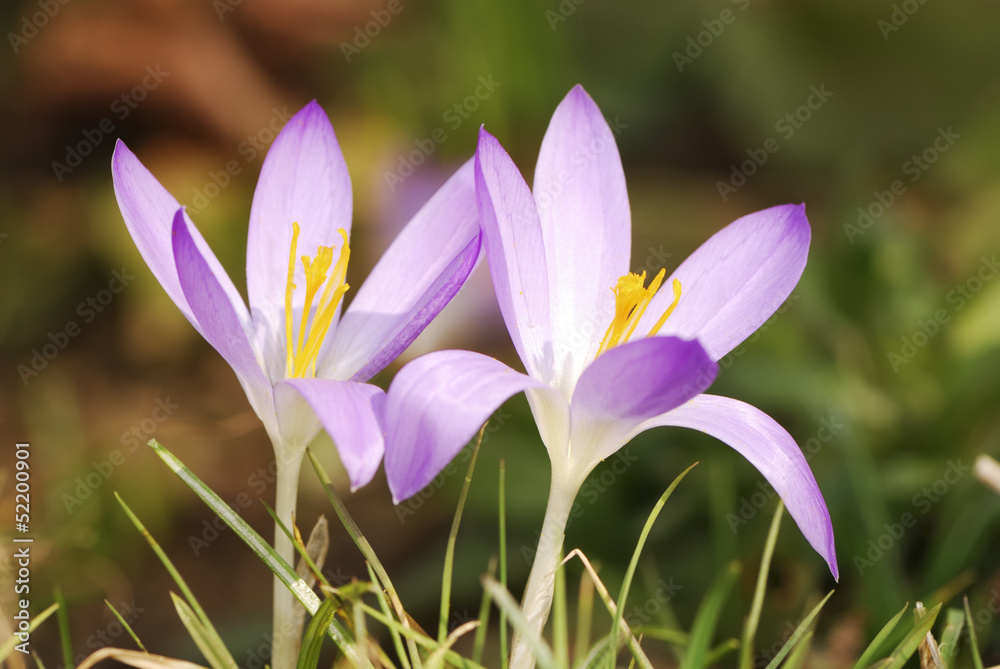 Crocus Flowers Crocus Flowers