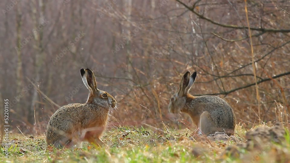 wild hares in nature, nature series wild hares in nature, nature series