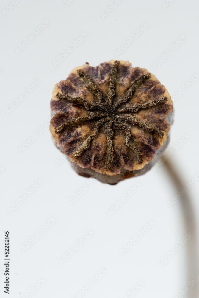 Fruit of a flower of opium poppy Fruit of a flower of opium poppy