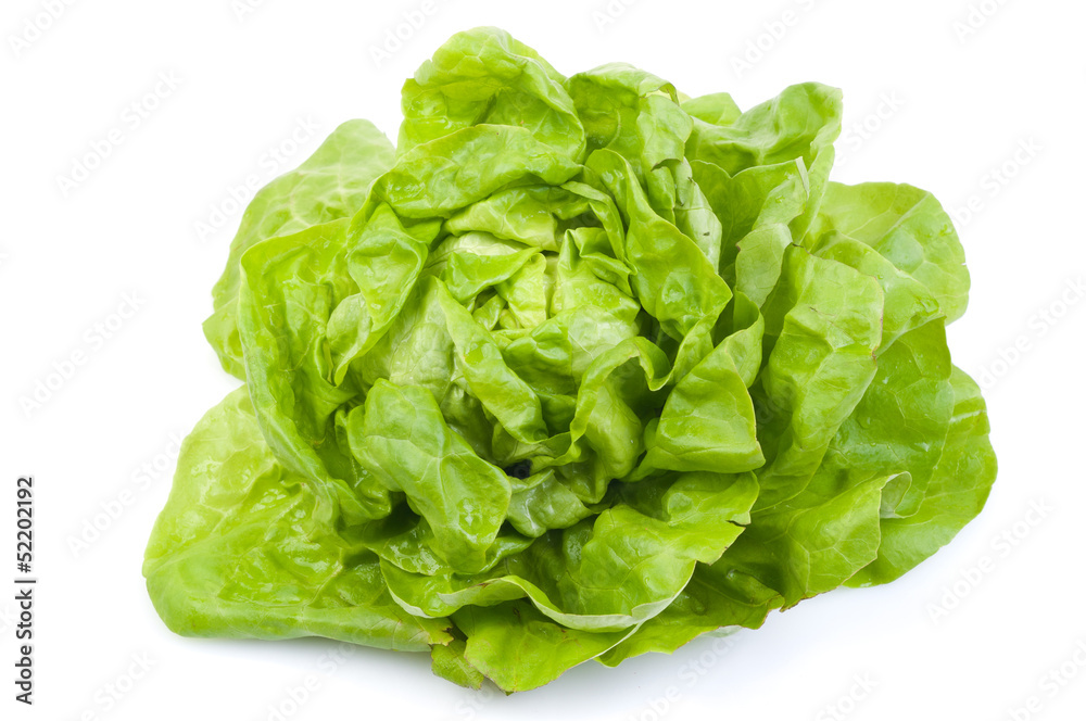 fresh lettuce fresh lettuce