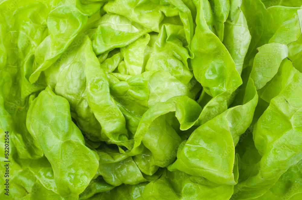 fresh lettuce fresh lettuce