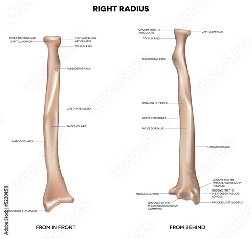 Human right radius, bone