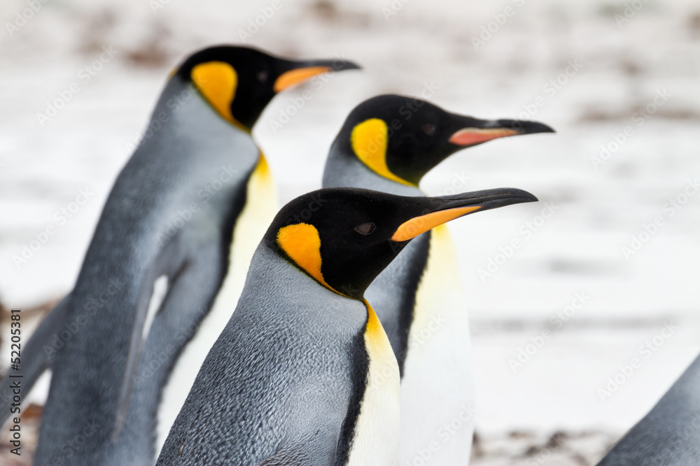 Fototapeta premium Three King penguins walking on the beach closeup