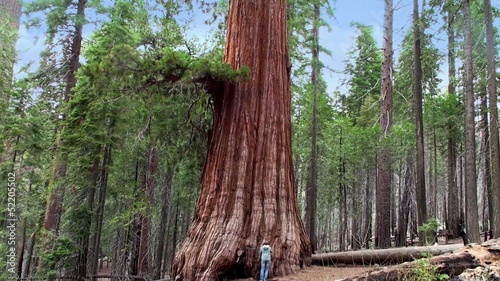 A Tourist at the Giant sequoia tree in Mariposa Grove