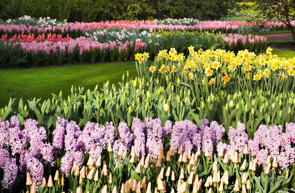 Lots of tulips, daffodils and hyacinths in spring