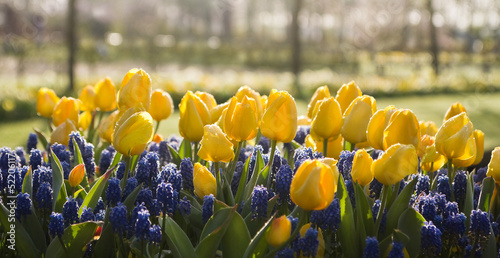 Yellow tulips and blue grape hyacinths in spring
