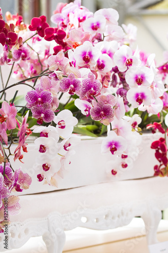 Fototapeta Naklejka Na Ścianę i Meble -  Arrangement colorful moth orchids