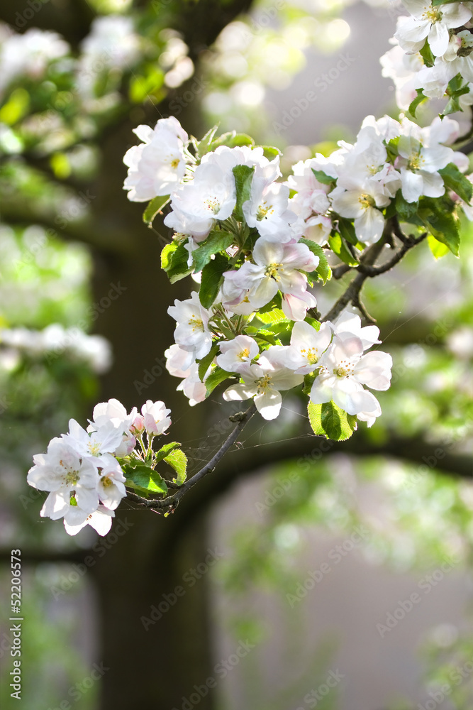 Obraz premium Appleblossom on appletree in spring