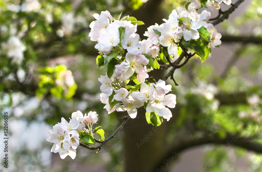Appleblossom on appletree in spring Appleblossom on appletree in spring