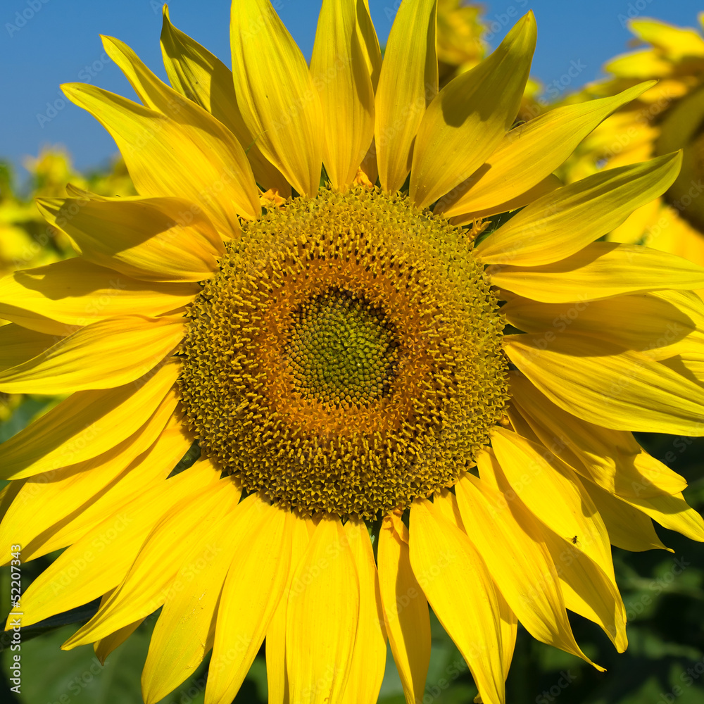 Obraz premium Sunflower field