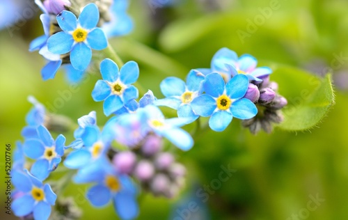 Macro shot with Forget-me-not flower in the garden.