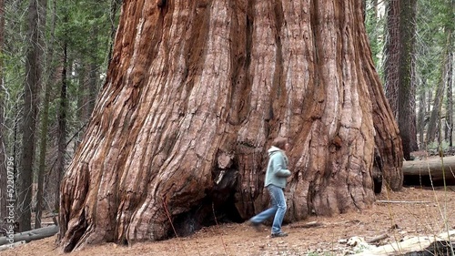 A Tourist at the Giant sequoia tree in Mariposa Grove