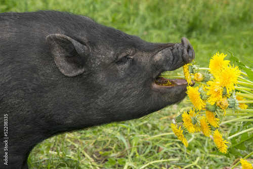black vietnamese pig eating grass