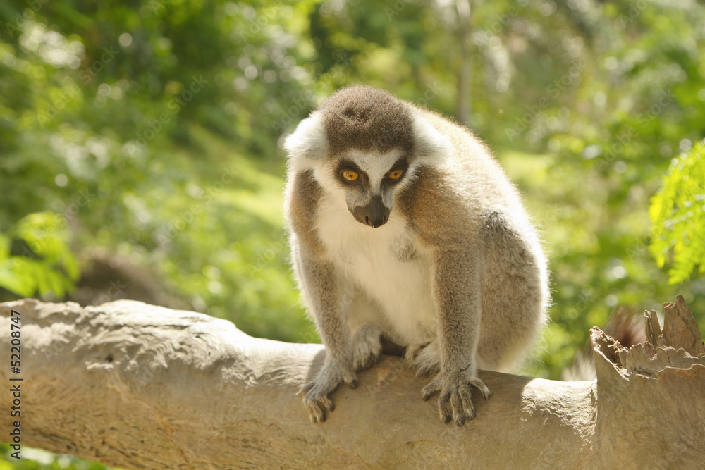Obraz premium lemur in the open zoo