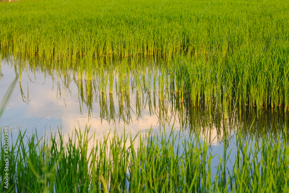 rice field in Thailand rice field in Thailand