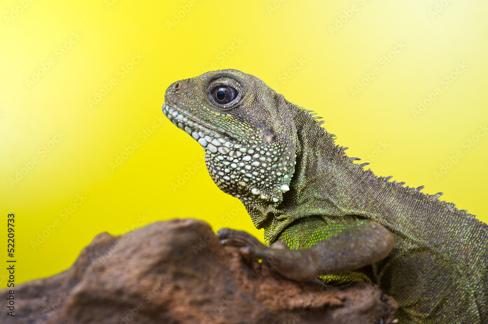 Fototapeta premium Portrait of beautiful water dragon lizard reptile sitting on a b