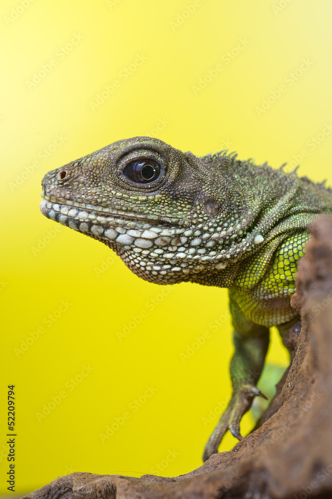 Obraz premium Portrait of beautiful water dragon lizard reptile sitting on a b