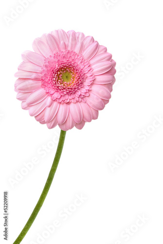 Gerbera