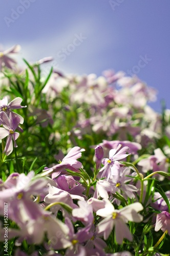 Phlox @ miket photo