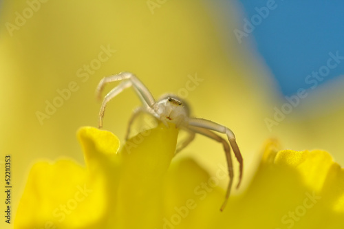 crab spider yellow petal