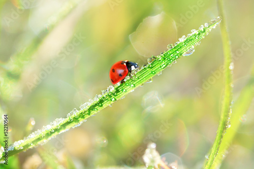 ladybird grass