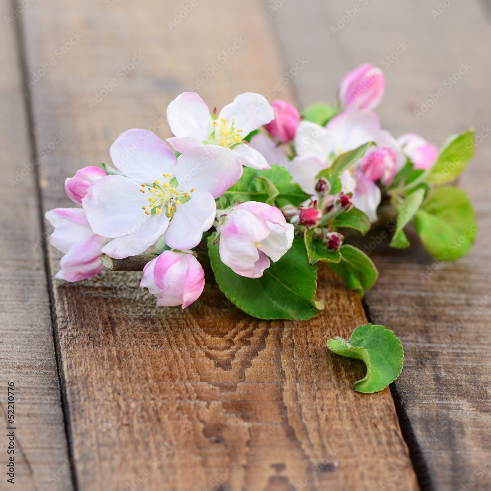 Apfelblüten Apfelblüten