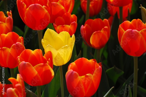 Tulip
