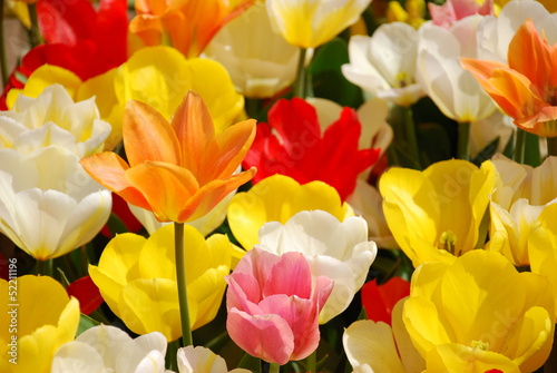 Tulip