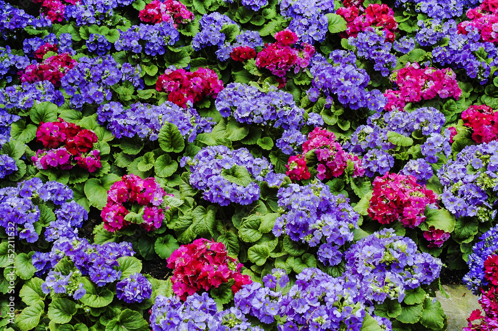 Geranium Geranium