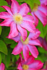 Fototapete Macro Bunte Blütenpracht im Sommergarten  © Mariusz Blach