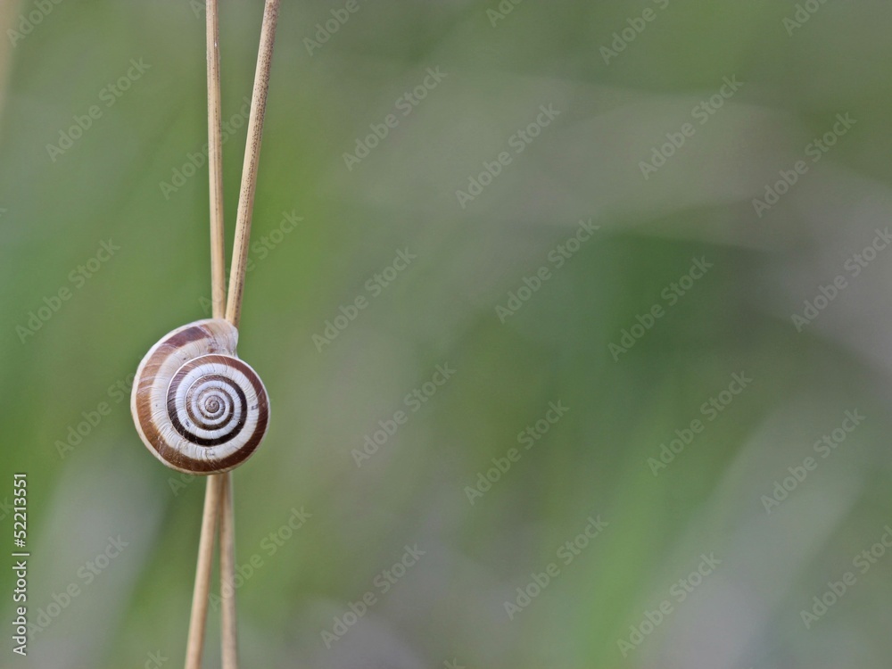 Westliche Heideschnecke am Dörnberg Westliche Heideschnecke am Dörnberg