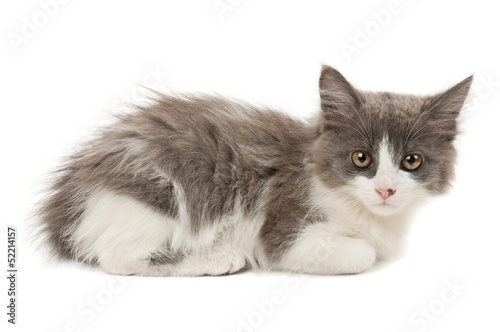 Grey and white kitten