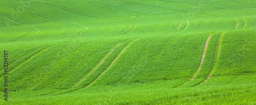 marks in the green field