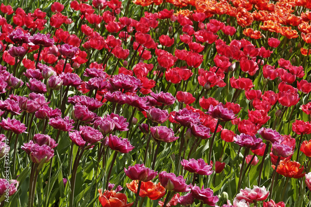 Tulpen-Mischung mit roten und pinken Blüten