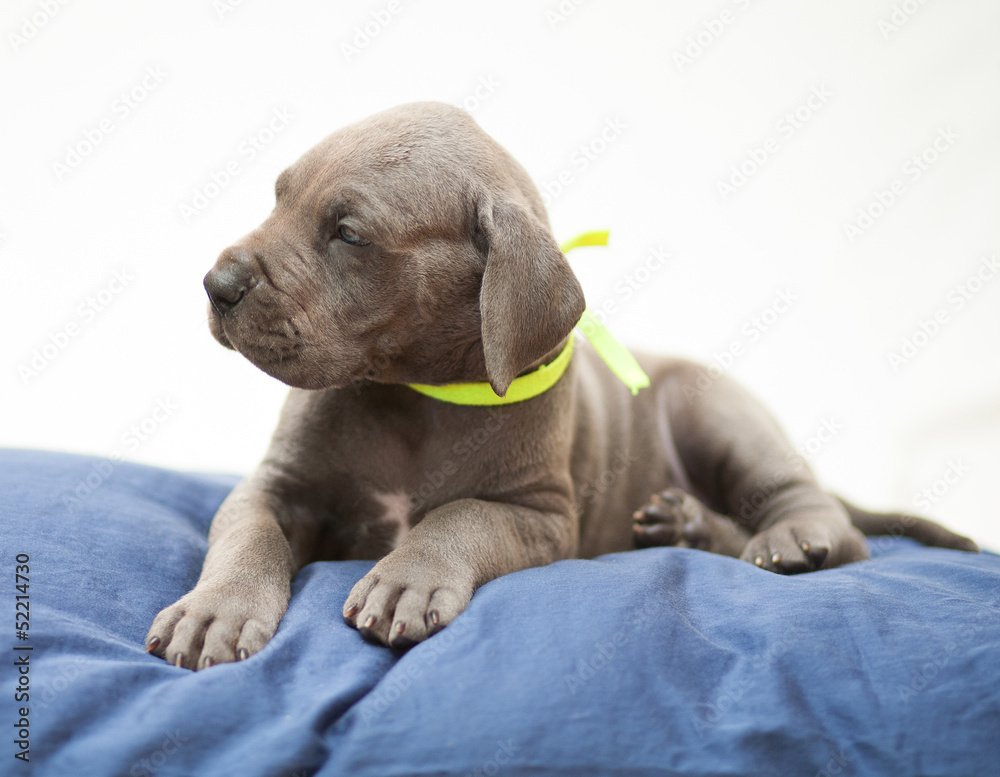 Fototapeta premium Longing stare