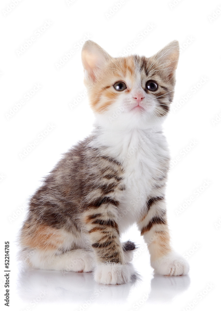 Multi-colored small kitten sits on a white background. Multi-colored small kitten sits on a white background.