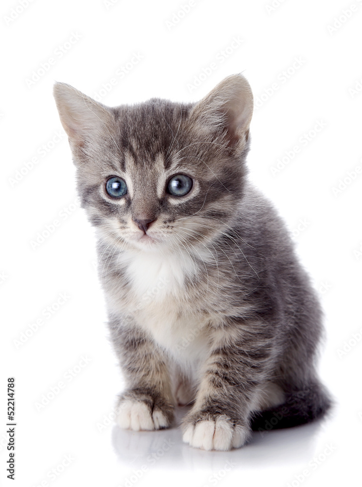 The gray striped kitten with blue eyes