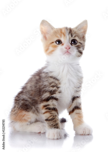 Multi-colored small kitten sits on a white background.