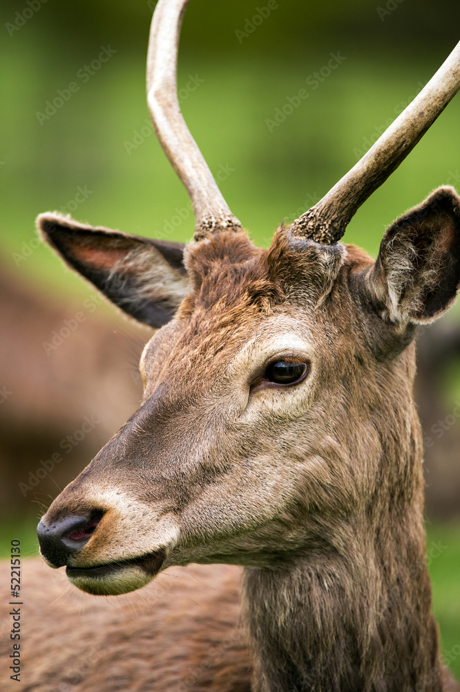 Red Deer Red Deer