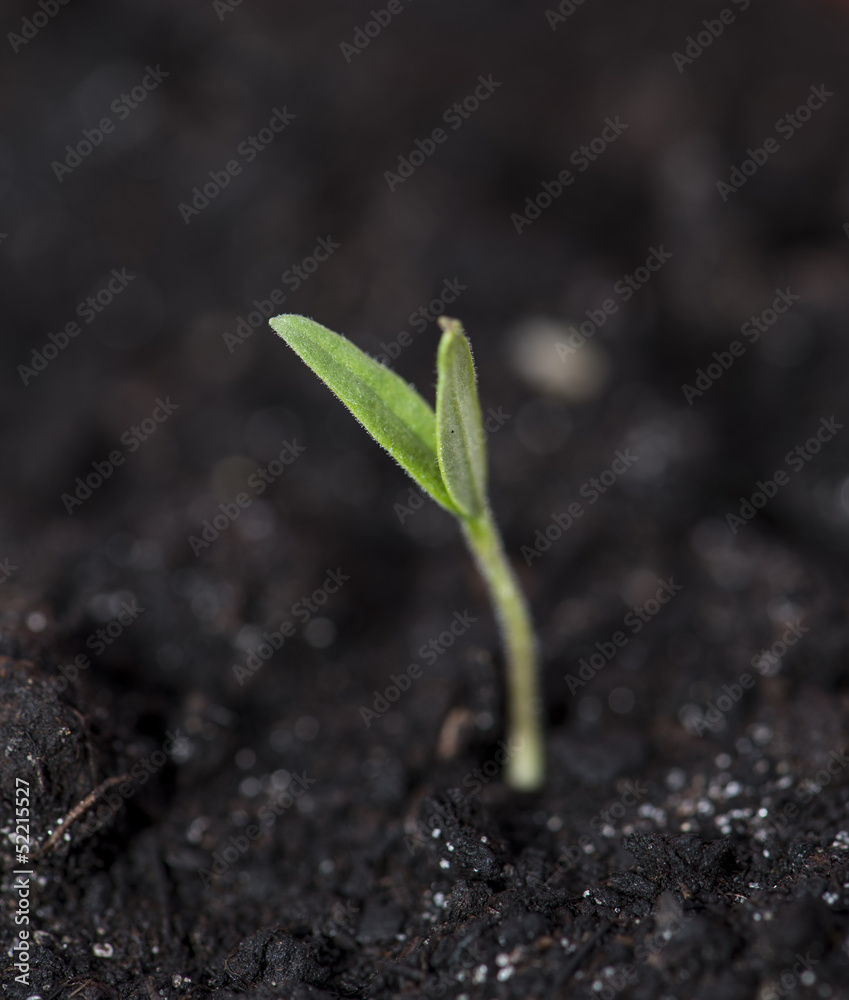 Seedling on dark background Seedling on dark background