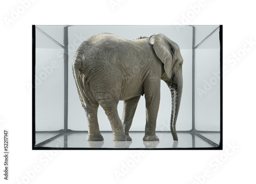 fish tank and elephant