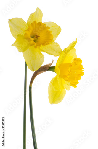 Jonquil flowers © homydesign