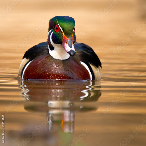 Wood Duck swims toward camera and reflection photo