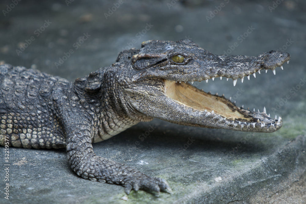 Obraz premium small crocodile