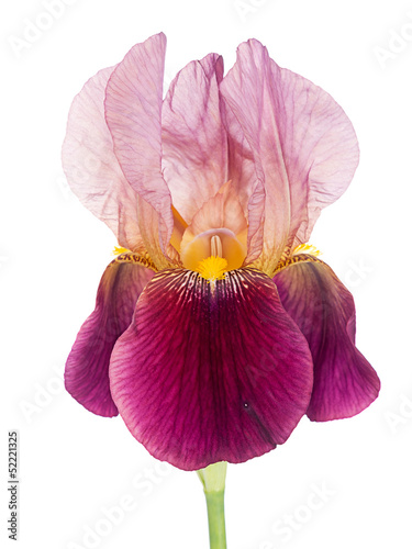 Bearded iris - maroon, isolated over white background