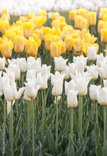 yellow, white and green