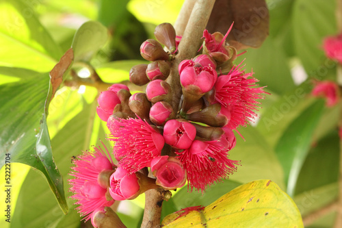 Malay rose apple flower photo