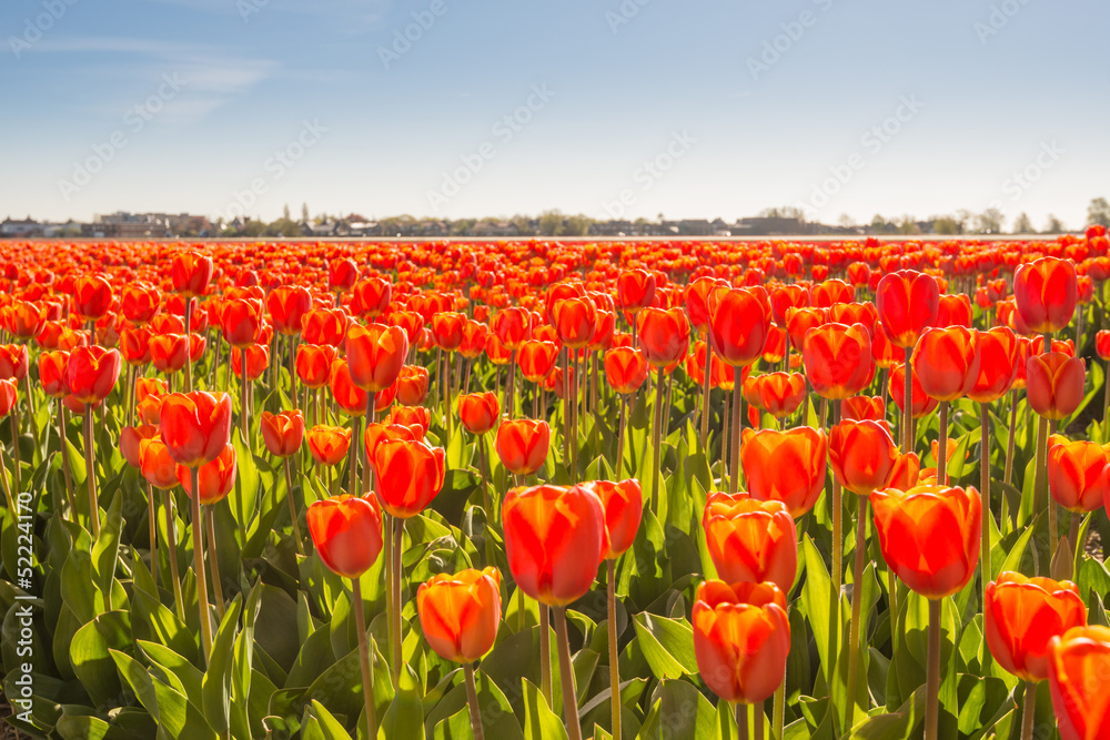 Closeup of red flowering tulip bulbs
